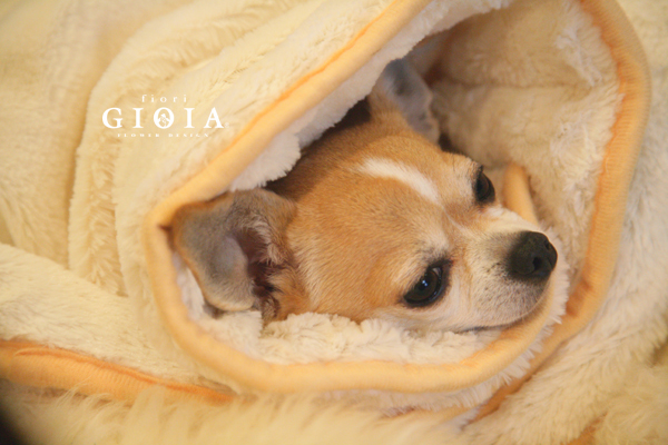 本日火曜日GIOIA定休日