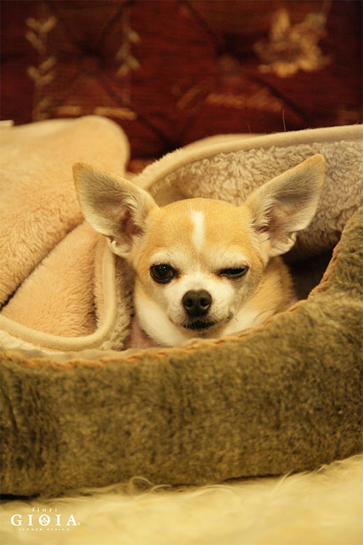 本日ＧＩＯＩＡ定休日となっております。