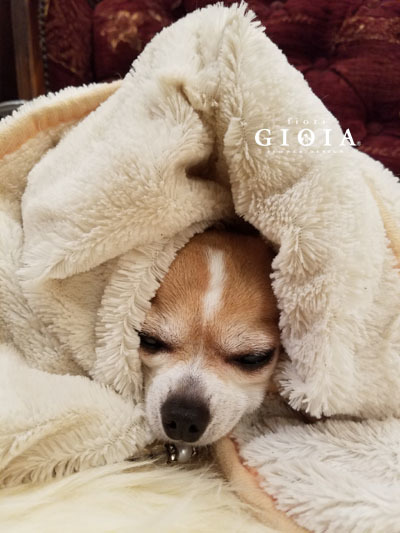 本日火曜日GIOIA定休日