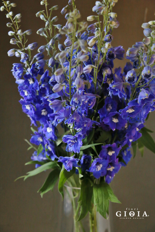 デルフィニューム