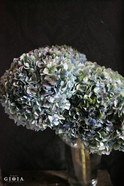 アンティークアジサイ