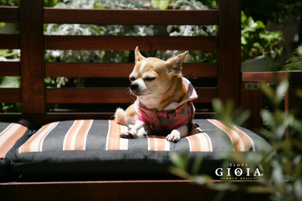 本日火曜日は定休日