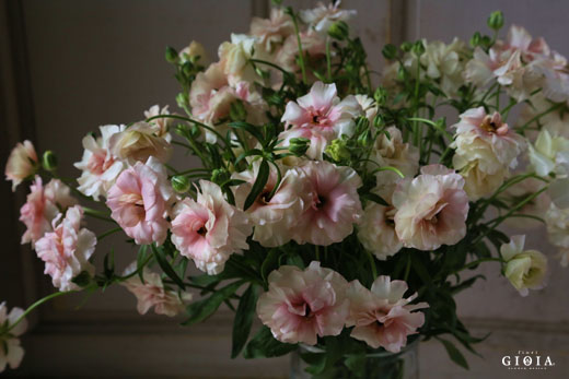 ラナンキュラス