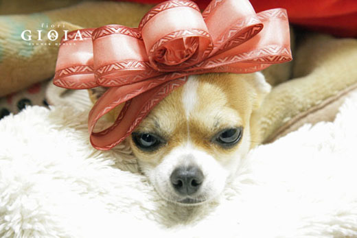 本日火曜日定休日となっております。