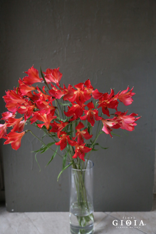 アルストロメリア