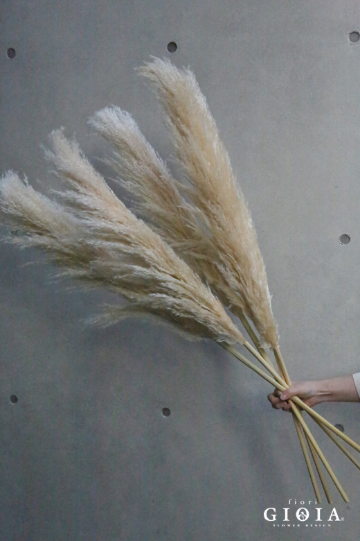 パンパスグラス入荷しました