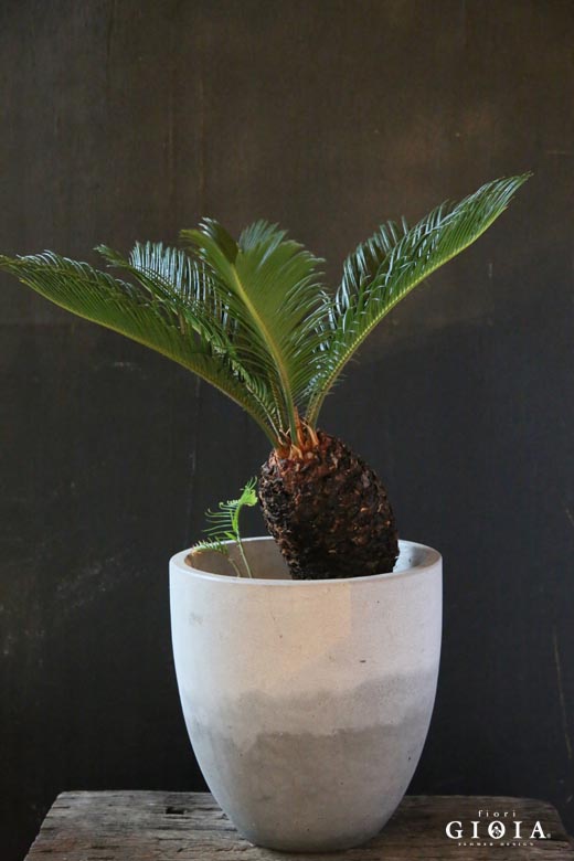 植物upしました！！