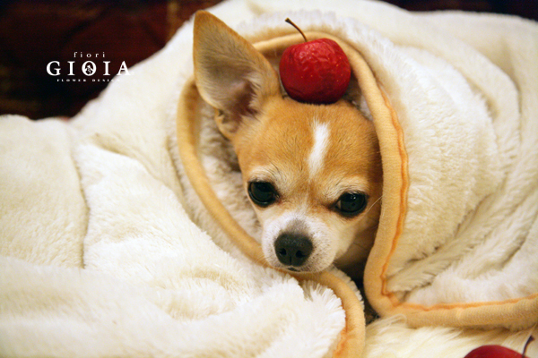本日火曜日は定休日